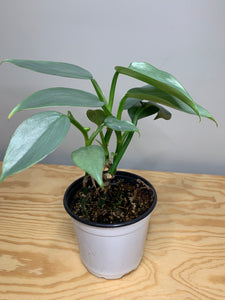 Philodendron Hastatum Silver Sword