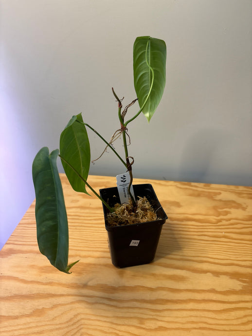 193. Philodendron Sharoniae