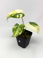 Load image into Gallery viewer, Philodendron Gloriosum Variegated B