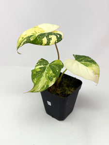 Philodendron Gloriosum Variegated B