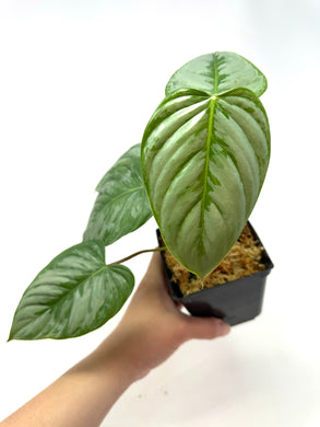 Philodendron Sodiroi