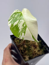 Load image into Gallery viewer, Monstera Deliciosa Albo Variegated K