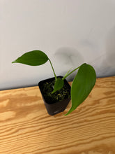 Load image into Gallery viewer, 76. Monstera Deliciosa Aurea Variegated