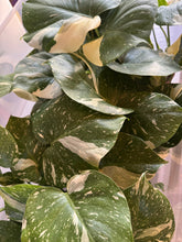 Load image into Gallery viewer, Monstera &#39;Thai Constellation&#39; (high variegation, 4.5”)