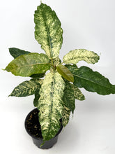 Load image into Gallery viewer, Ficus Aspera Variegated