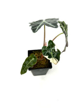 Load image into Gallery viewer, Alocasia Amazonica Variegated F