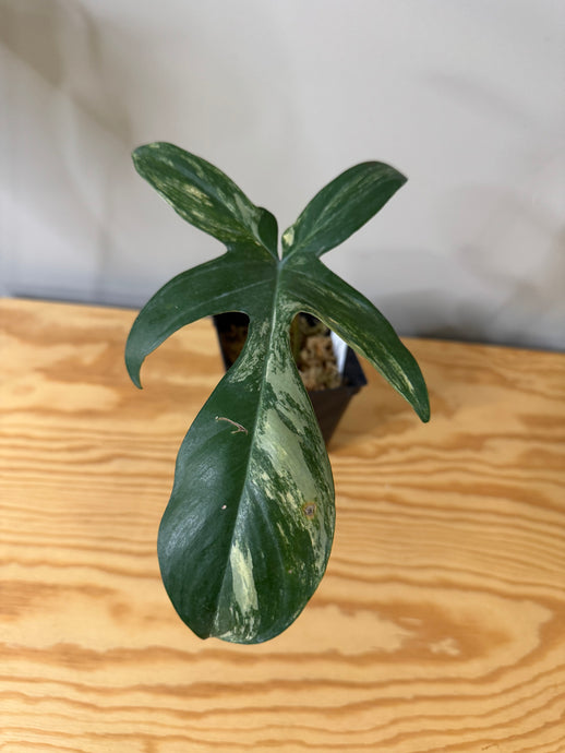 141. Philodendron Florida Beauty