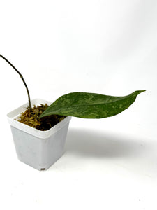 Hoya Lambii Silver G
