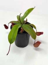 Load image into Gallery viewer, Nepenthes ‘Bloody Mary’