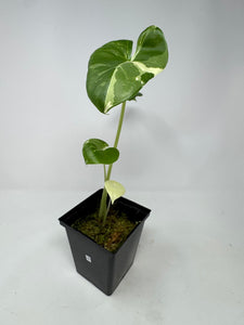 Alocasia Maccrorhiza Variegated D