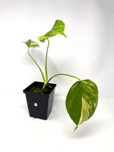 Load image into Gallery viewer, Monstera Deliciosa Aurea Variegated A