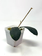 Load image into Gallery viewer, Hoya Hamiltoniorum