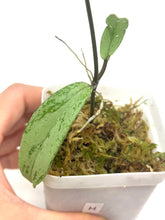 Load image into Gallery viewer, Hoya Pubicalyx Pink Silver Ghost H