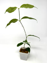 Load image into Gallery viewer, Hoya Cystiantha