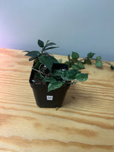 Load image into Gallery viewer, 55. Hoya Lacunosa Silver