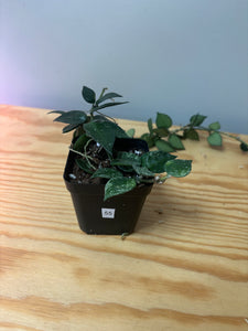 55. Hoya Lacunosa Silver