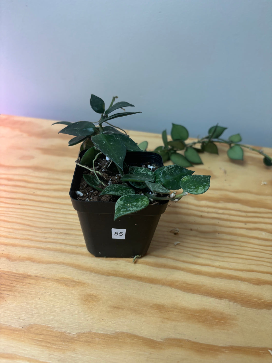 55. Hoya Lacunosa Silver