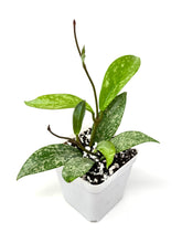 Load image into Gallery viewer, Hoya Pubicalyx Silver