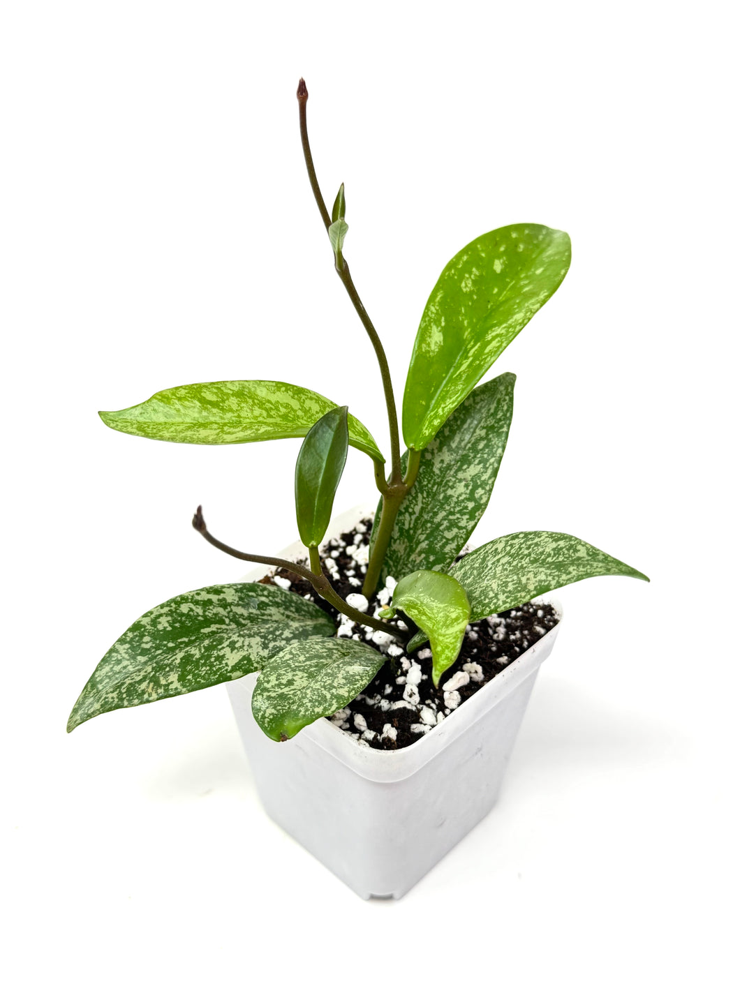 Hoya Pubicalyx Silver