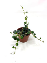 Load image into Gallery viewer, Codonanthe Devosiana 'Paula'