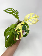 Load image into Gallery viewer, Monstera Adansonii Albo Variegated