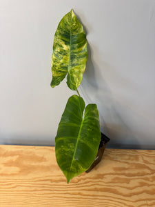 167. Philodendron Burle Marx Variegated