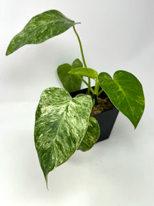 Philodendron Giganteum Variegated ‘Blizzard’