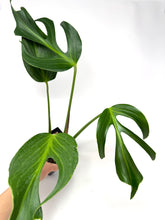Load image into Gallery viewer, Monstera Burle Marx Flame (large)