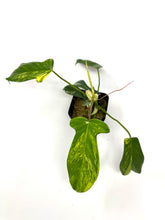 Load image into Gallery viewer, Philodendron Florida Beauty A
