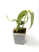 Load image into Gallery viewer, Scindapsus Mayari Variegated A