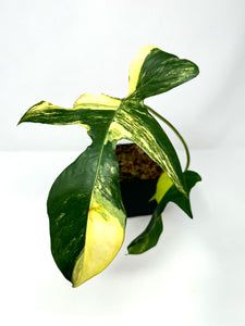Philodendron Florida Beauty B