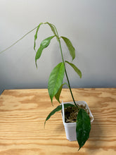 Load image into Gallery viewer, 159. Hoya Cystiantha Splash
