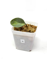 Load image into Gallery viewer, Hoya Carnosa ‘Argentea Princess’ H