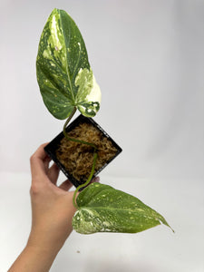 Philodendron Gloriosum Variegated D