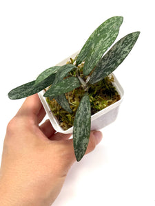 Hoya Sigillatis