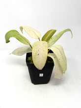 Load image into Gallery viewer, Philodendron Whipple Way A