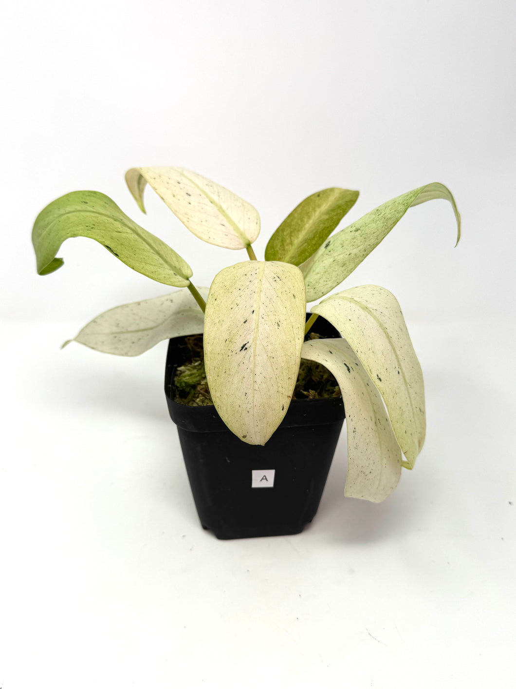 Philodendron Whipple Way A