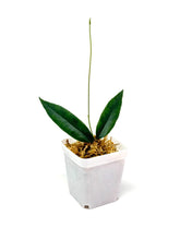 Load image into Gallery viewer, Hoya Paradisea (IM04)