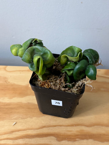 76. Hoya Carnosa Compacta