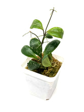 Load image into Gallery viewer, Hoya Brevialata Splash