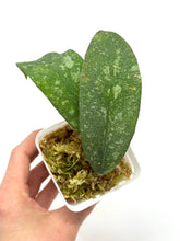 Load image into Gallery viewer, Hoya Polypus Splash