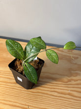 Load image into Gallery viewer, 263. Hoya Crassipetiolata Splash