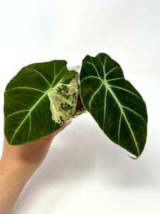 Alocasia Black Velvet Variegated B