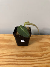 Load image into Gallery viewer, 93. Philodendron Glorious