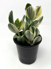 Load image into Gallery viewer, Crassula Ovata ‘Jade Plant’ Variegated- Ships within Canada only