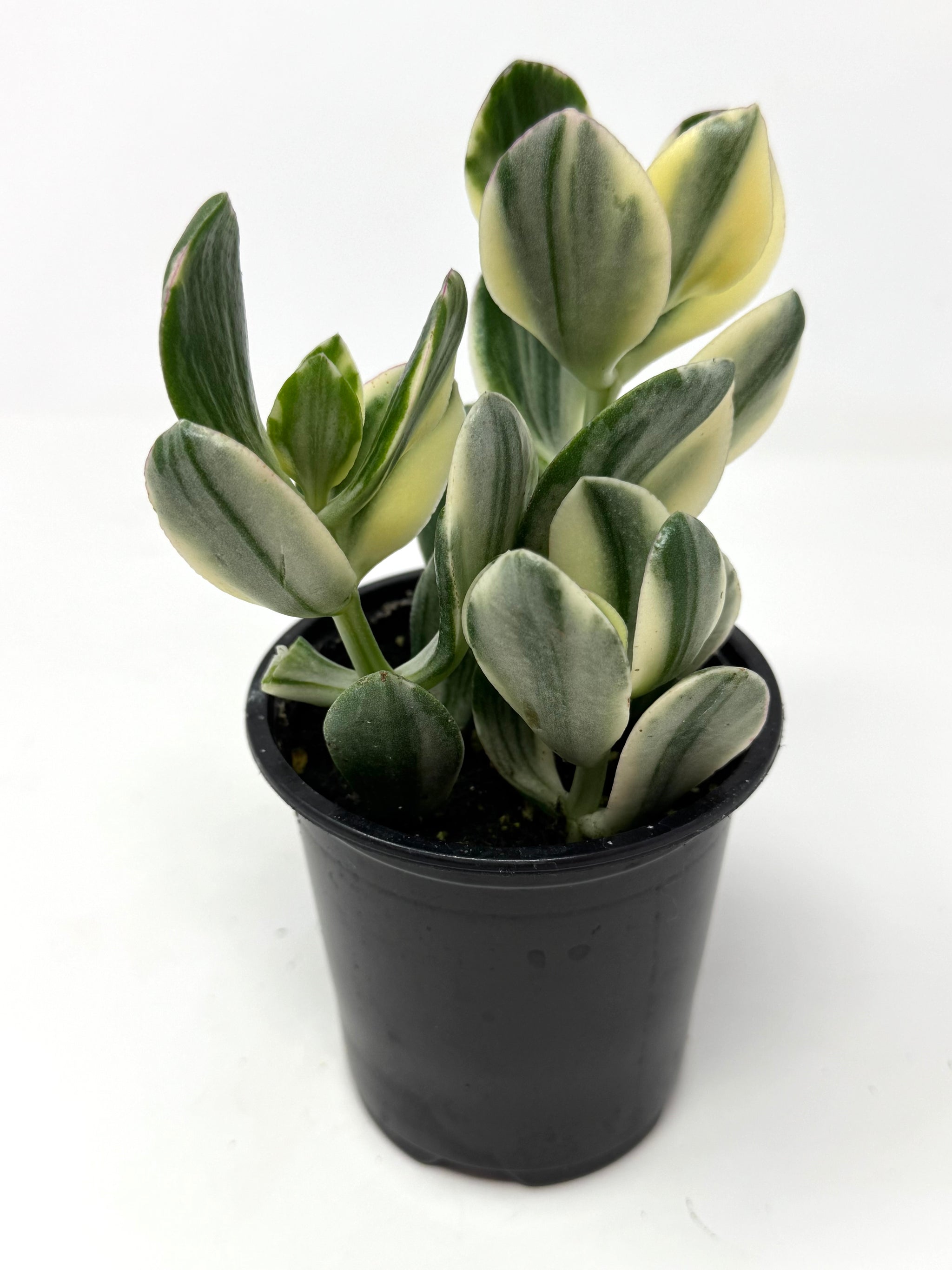 Cacti and Succulents – Tagged 
