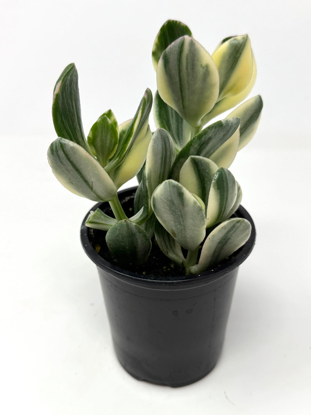 Crassula Ovata ‘Jade Plant’ Variegated- Ships within Canada only