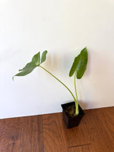 Load image into Gallery viewer, Alocasia Maccrorhiza Variegated A