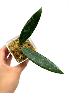 Hoya cv. Pascal