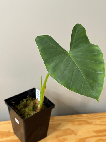 123. Alocasia Maccrorhiza Albo Variegated (reverted)